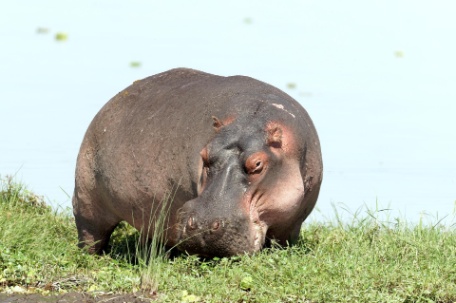 Kenia, del Amboseli al Masái Mara