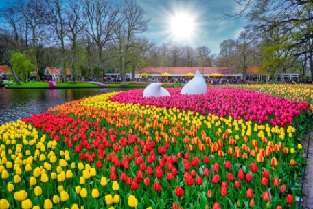 Canales, Tulipanes y más Amsterdam