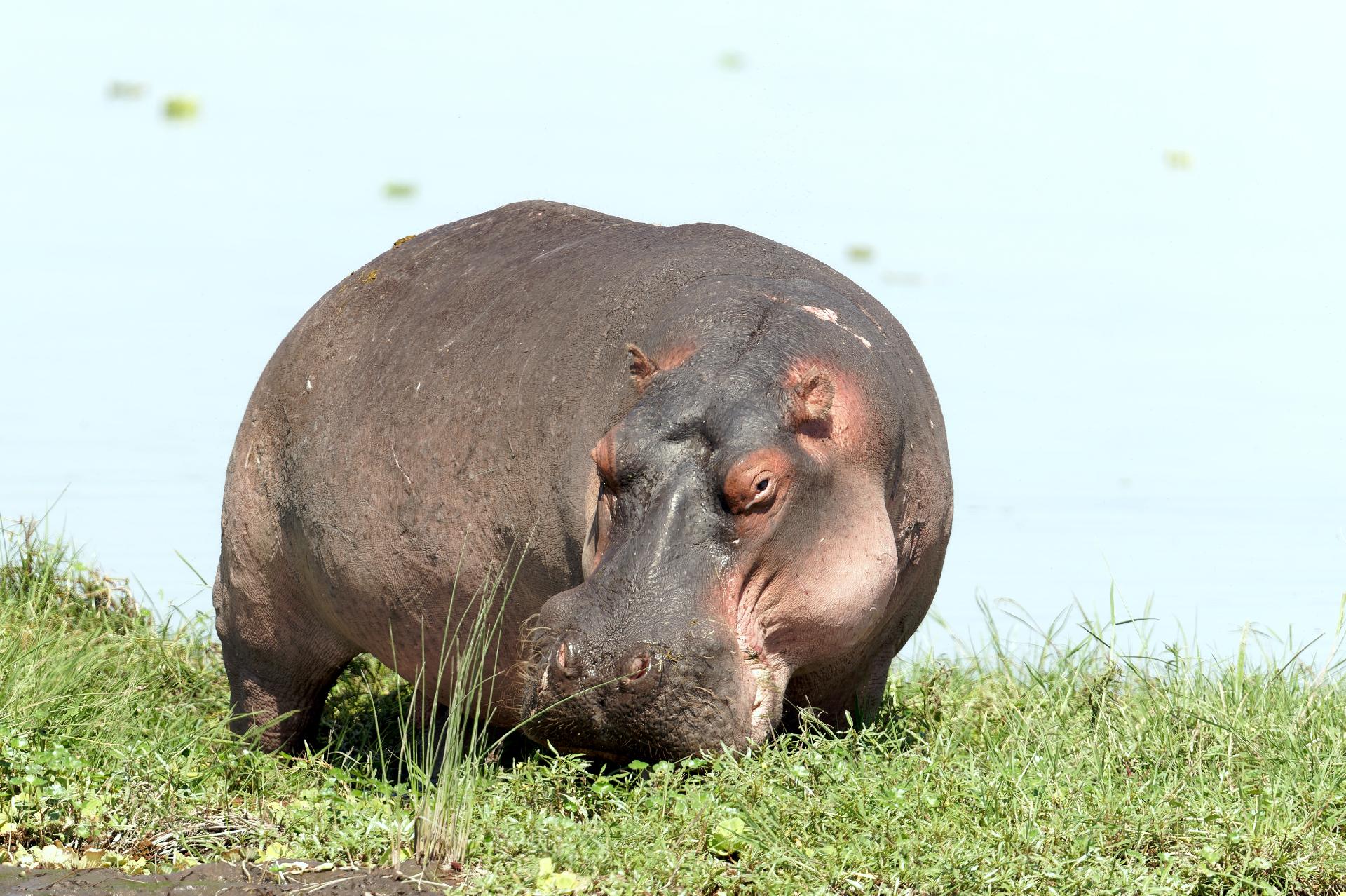 kenia-amboseli-NP-5