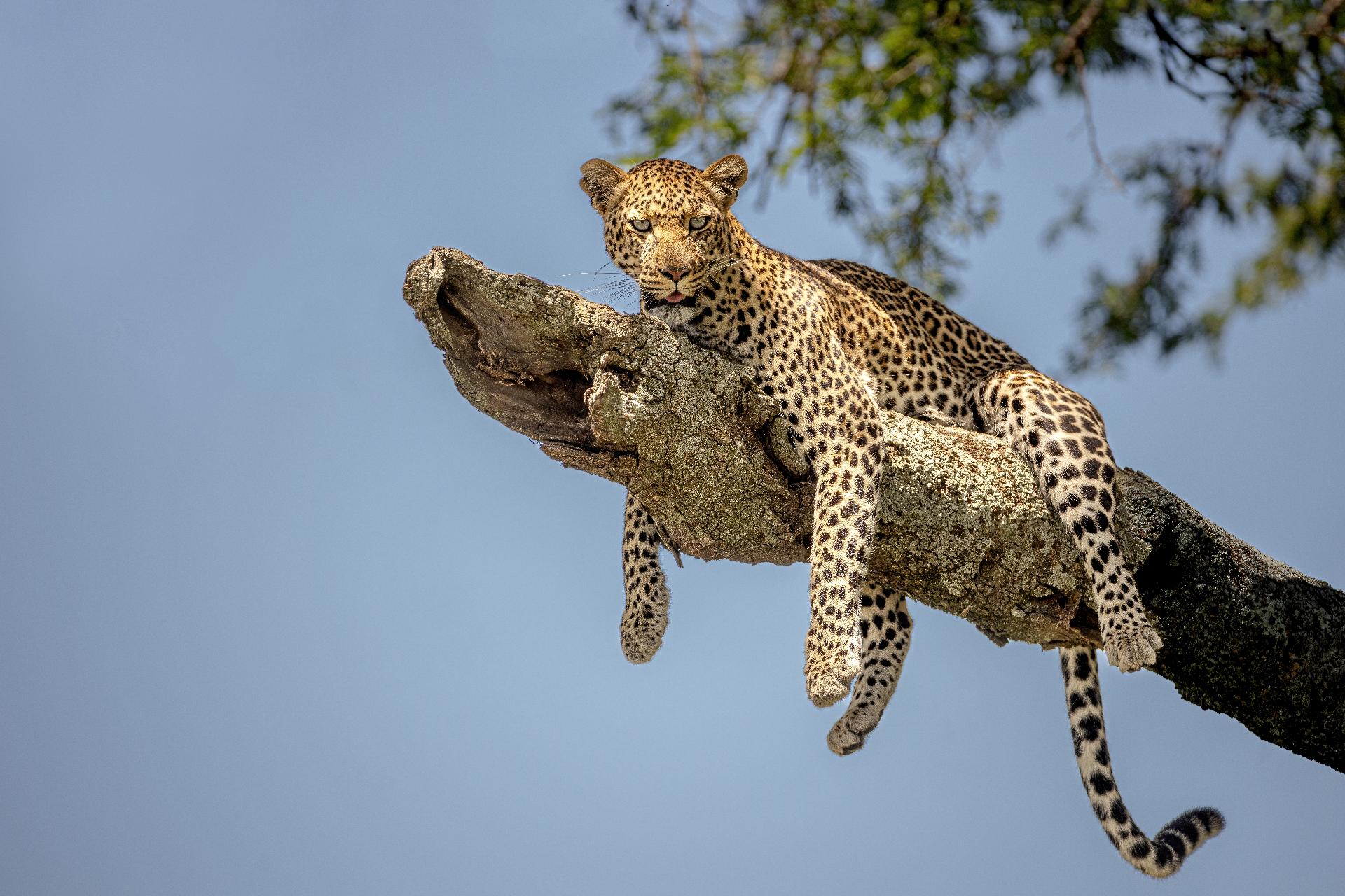 tanzania-serengeti-6