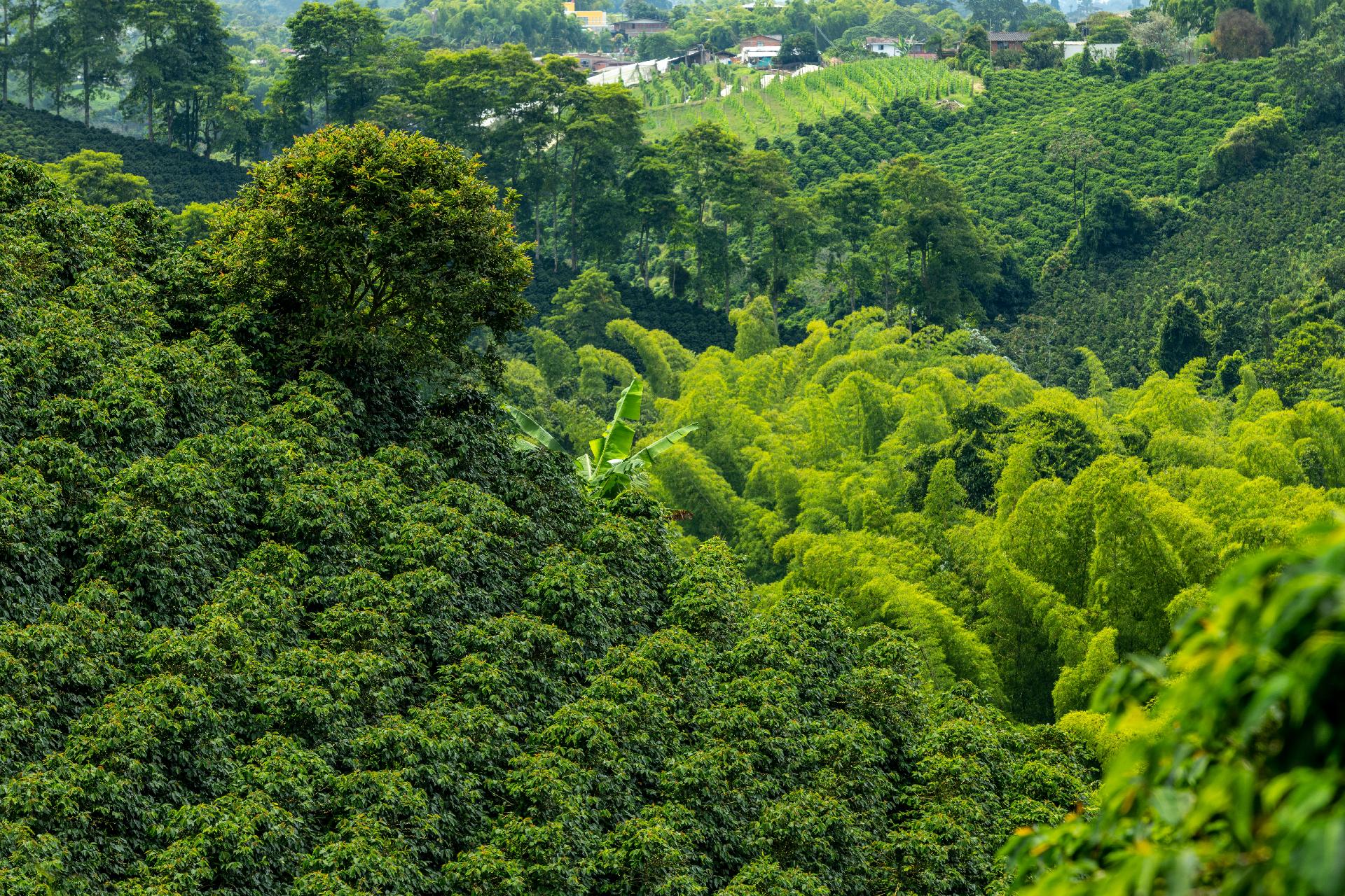 colombia-pereira-plantacion-cafe-1